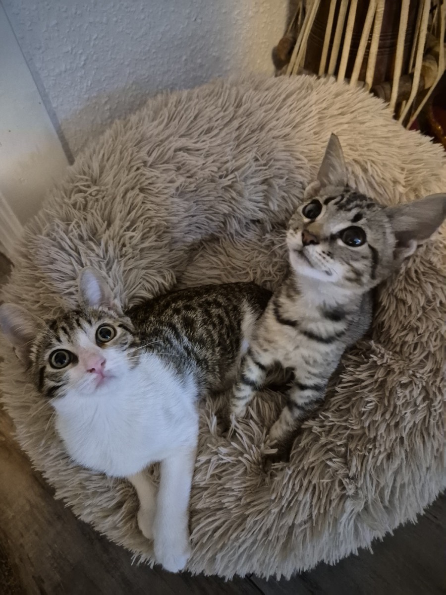Two kittens snuggled in a fluffy bed