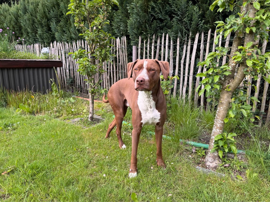 A brown-and-white dog sitting in the grass